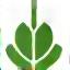 Icono de hoja de algodón orgánico